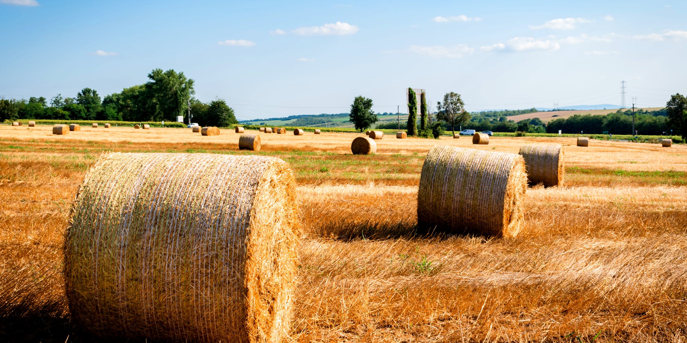Round bales in a cut field