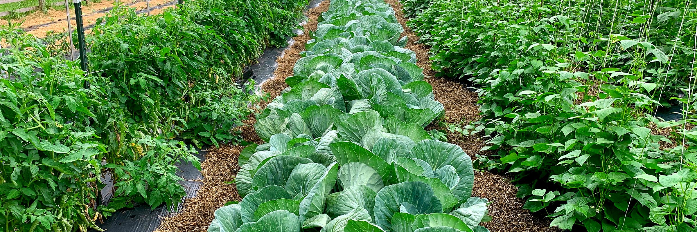 Rows of cabbage, tomatoes and beans in a summer vegetable garden